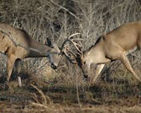 Deer Rut